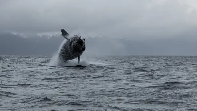 Une baleine à bosse